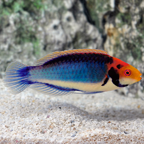 lg82744RedHeadSolonFairyWrasse.jpg