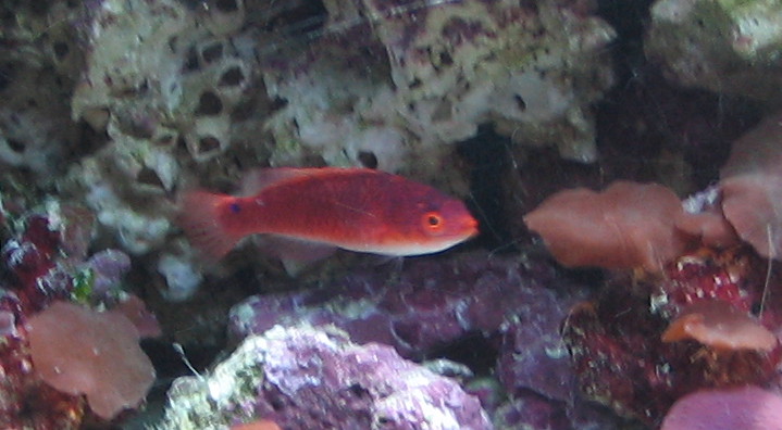 redwrasse3.jpg