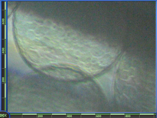 RSB_egg_0_4_200x.jpg