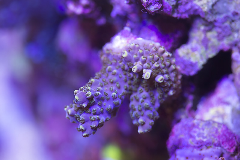 crc_tris_acro_021417.jpg