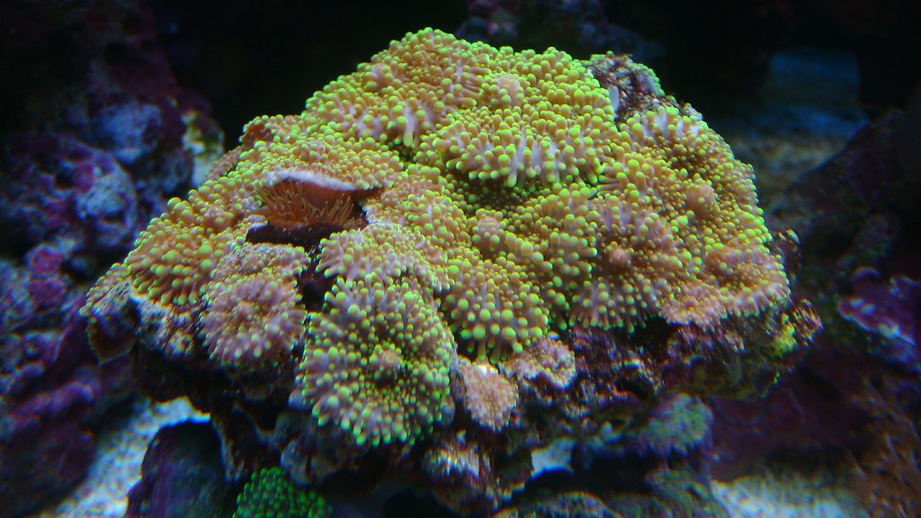 3750246205_a88ecb83b4_b.jpg