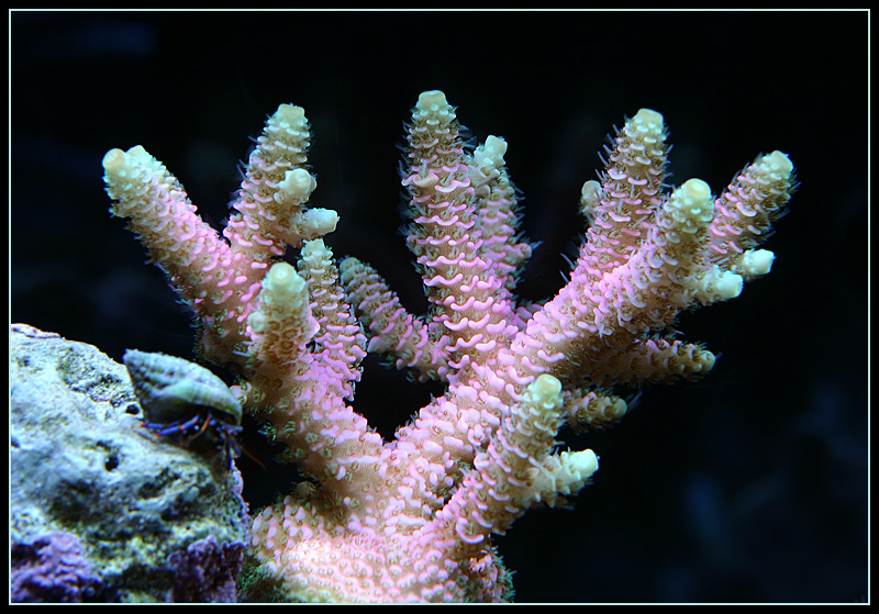577_pink_acro.jpg