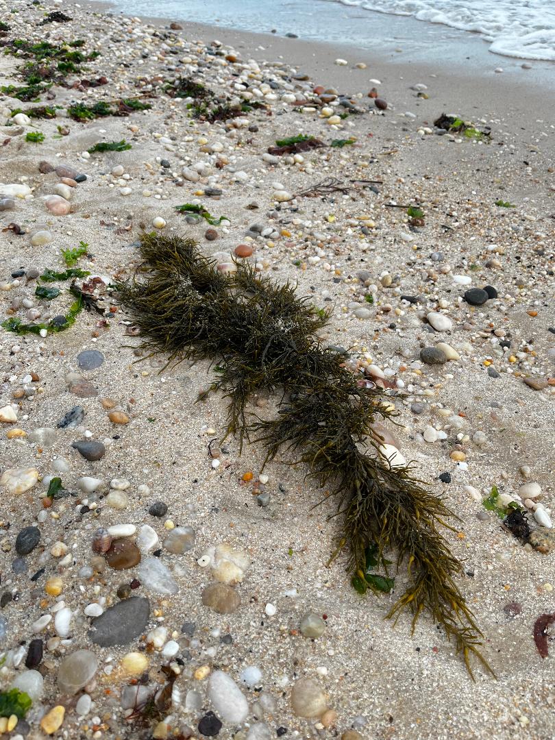 Unknown seaweed.jpg