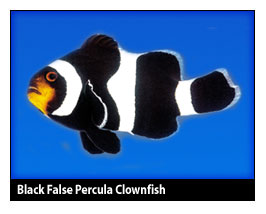 blackfalsepercula.jpg