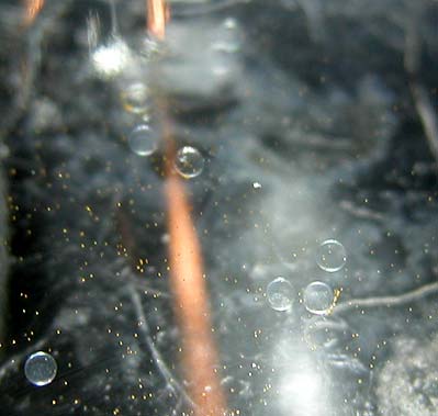 DSCN3130_9eggs.jpg