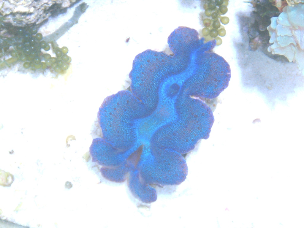 clamdec9.jpg