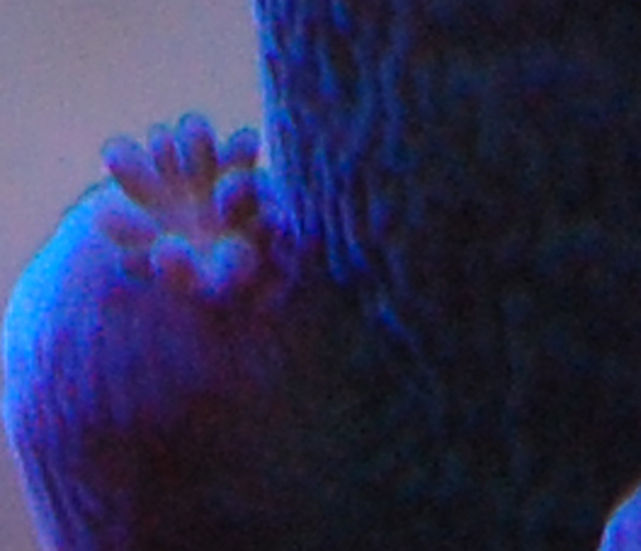 Blue_Iris_3_by_Logzor.jpg
