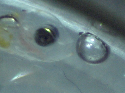 AL_361_3.jpg