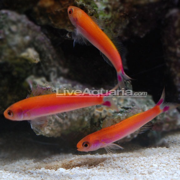 lg-80351-Waitei-Anthias.jpg