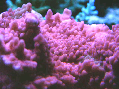 auctioned_montiporasetosa_colony.jpg