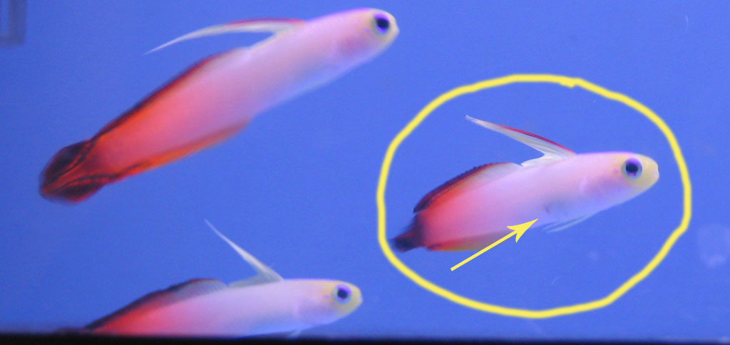 firefishspot.jpg