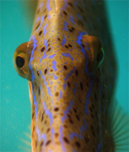 2916367678_9542c58bef.jpg