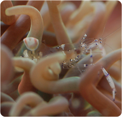 Glass_Anemone_Shrimp_ps.jpg