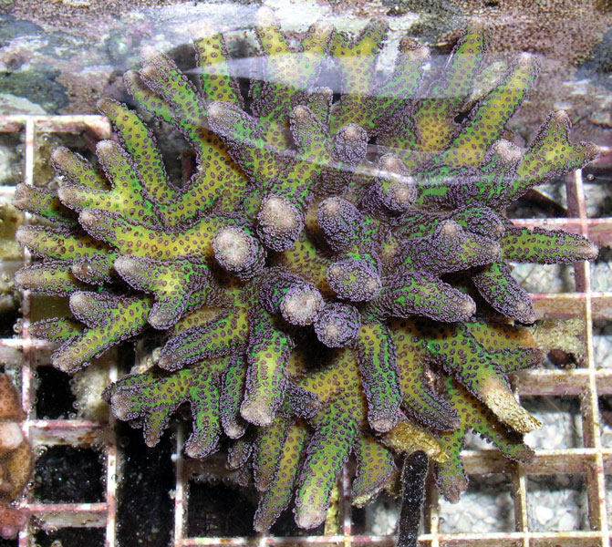 greenseri.jpg