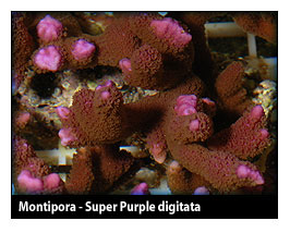 super_purple.jpg
