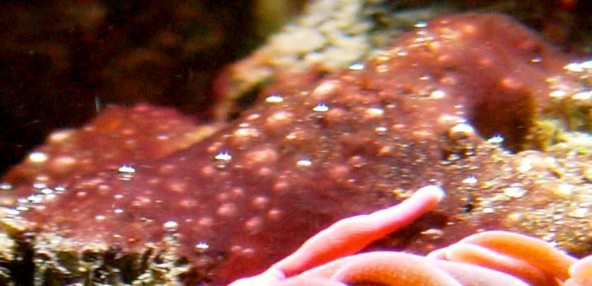 1392b-red-slime-algae.jpg