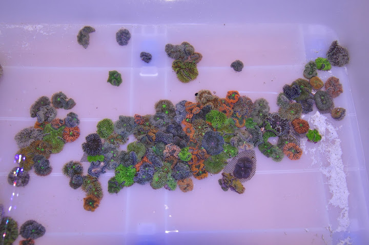DSC_2462.JPG