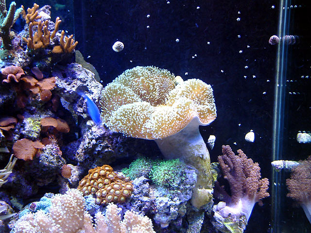 toadstool_0628.jpg