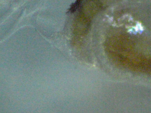 AL_647_11.jpg