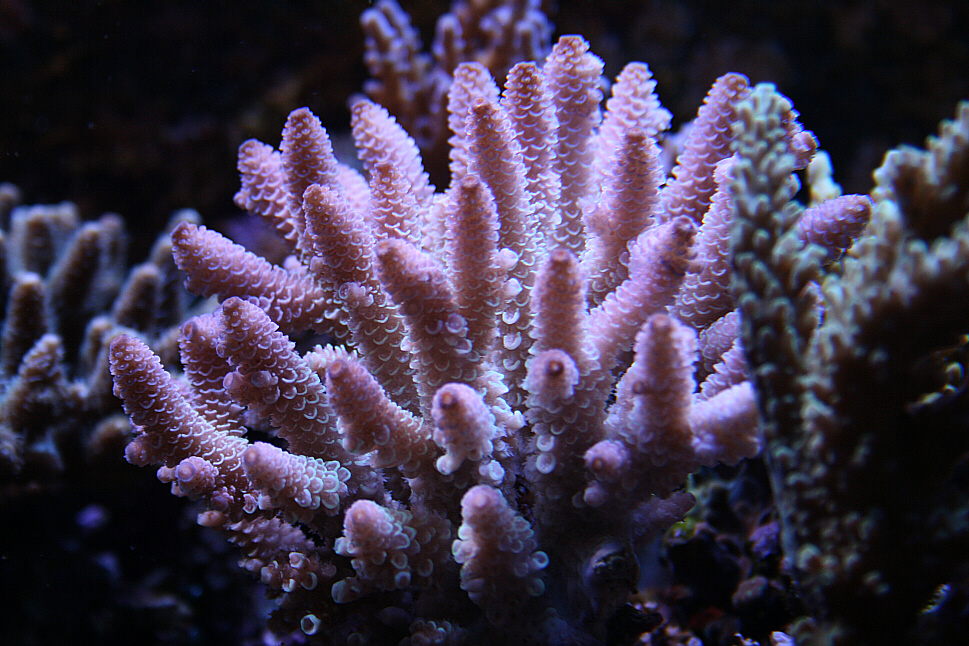 Aussie Pink2 09122009.JPG