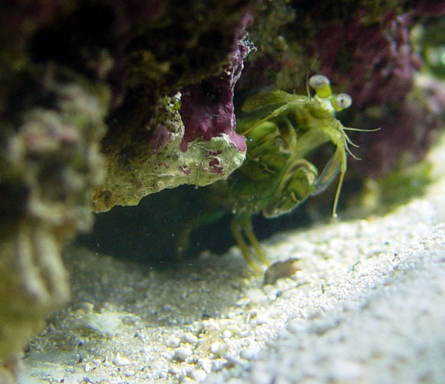 DSC03715_MANTIS-vi.jpg