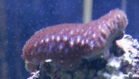 whatisit.jpg