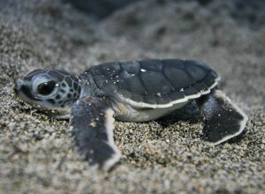 turtle-release2-300x220.jpg