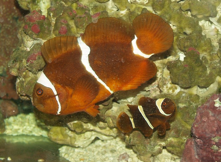 MaroonClowns.jpg