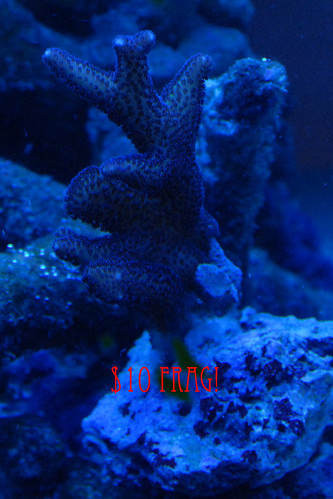 3369079845_ceaa20a6b5.jpg