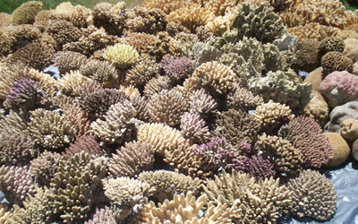 coral15-t.jpg
