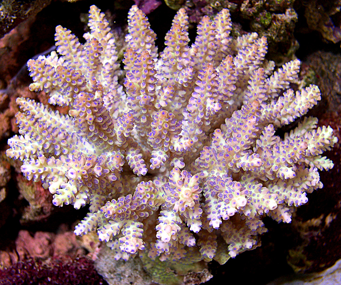 A_nasuta_purple_limeade.jpg