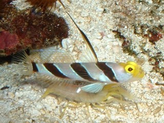 goby51.jpg