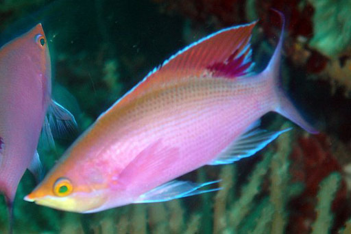Pseudanthias_tuka.jpg
