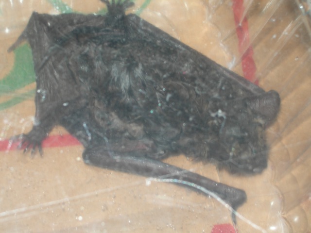 bat2.jpg