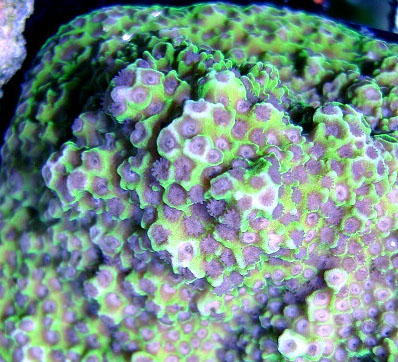 auctioned_montiporafoveolata_colony.jpg