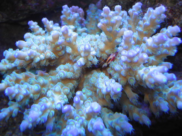 20071206_a83516b3f236d6038213xQkU6IhhzrKM.jpg