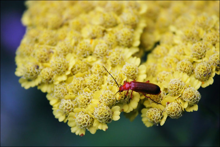 bug_on%20_yellow_flower.jpg