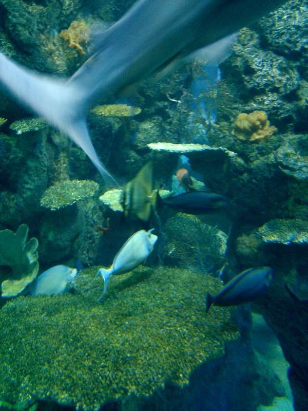 batfish2.jpg