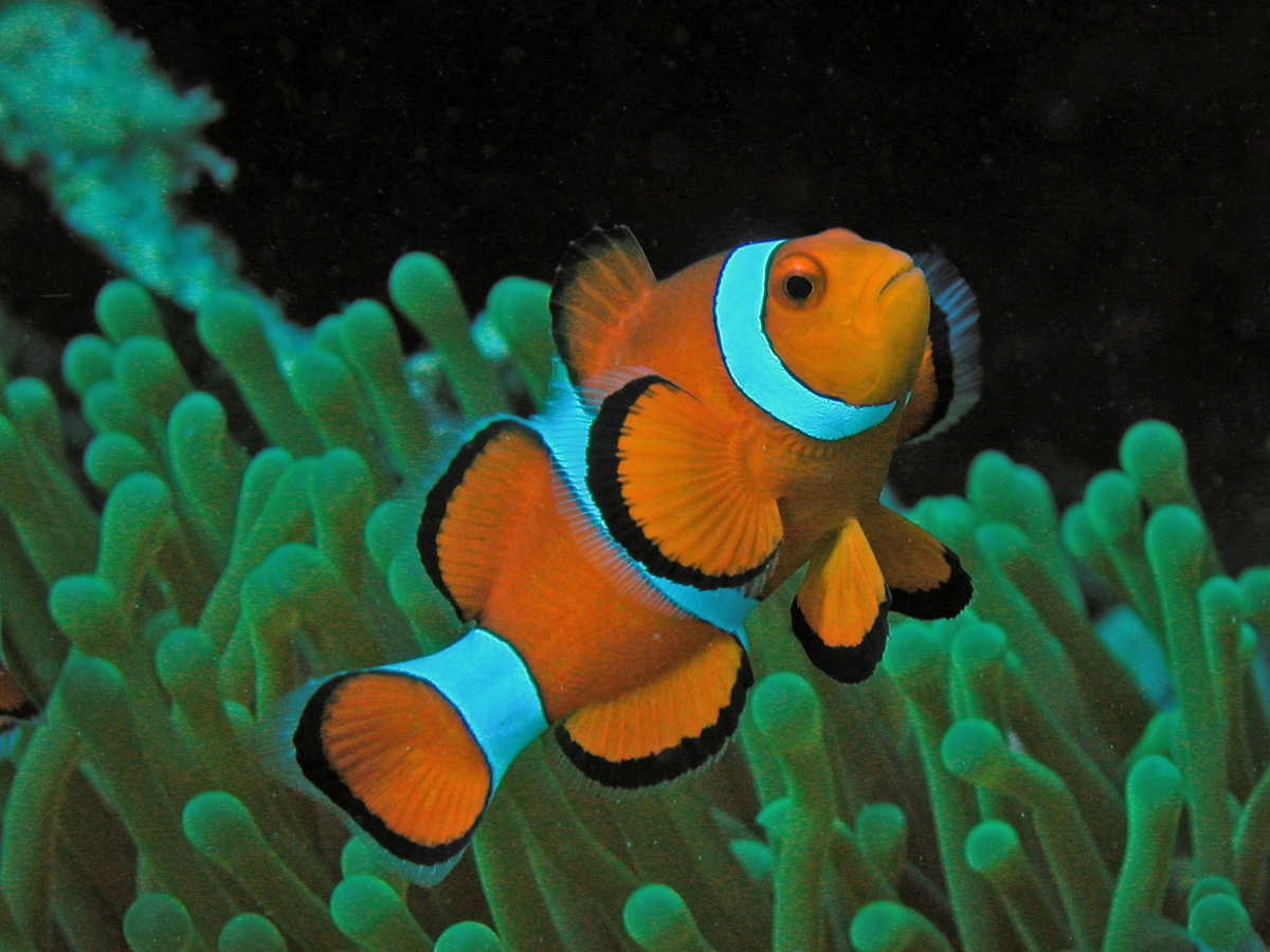 Amphiprion-ocellaris11.jpg