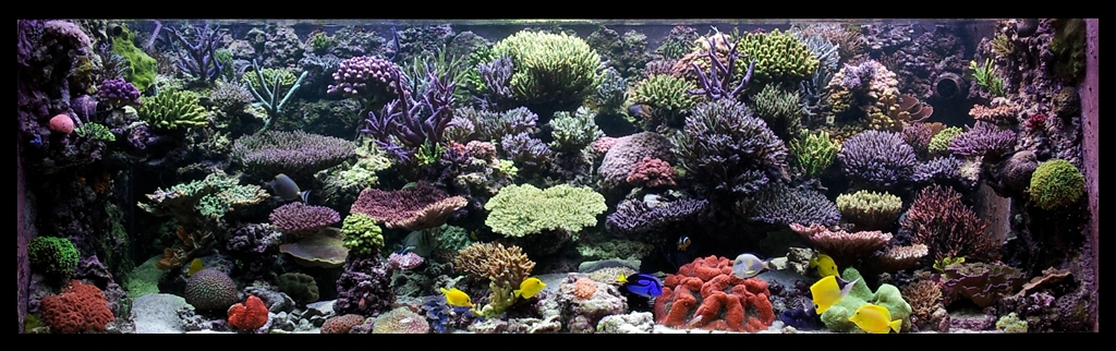 my_reef_02-10-11.jpg