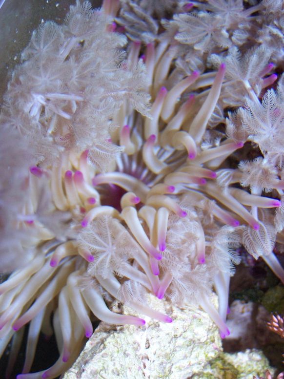 Condylactis_gigantea.jpg