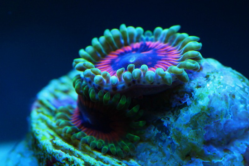 15619064473_ce4b689b02_c.jpg
