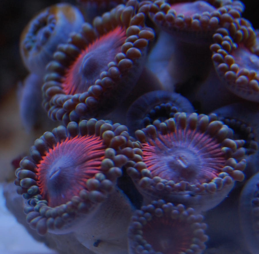 Superman_Zoas_by_Logzor.jpg
