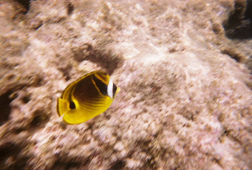 2696764184_0f8713e170.jpg