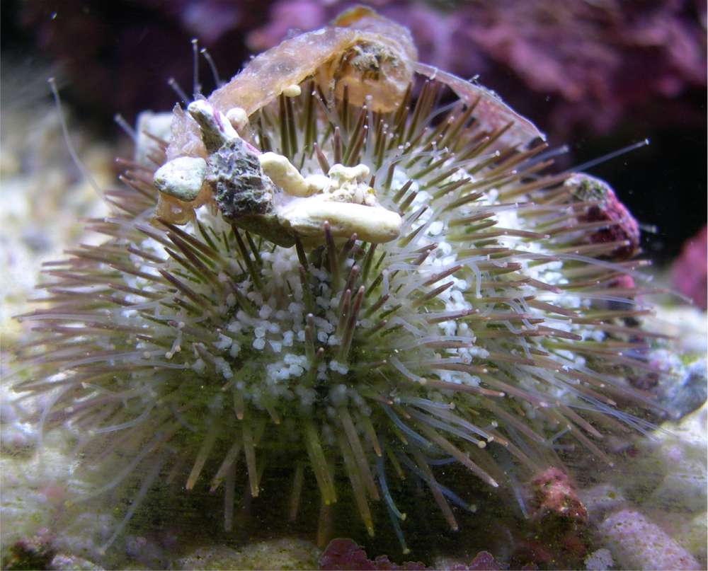flower_urchin.jpg