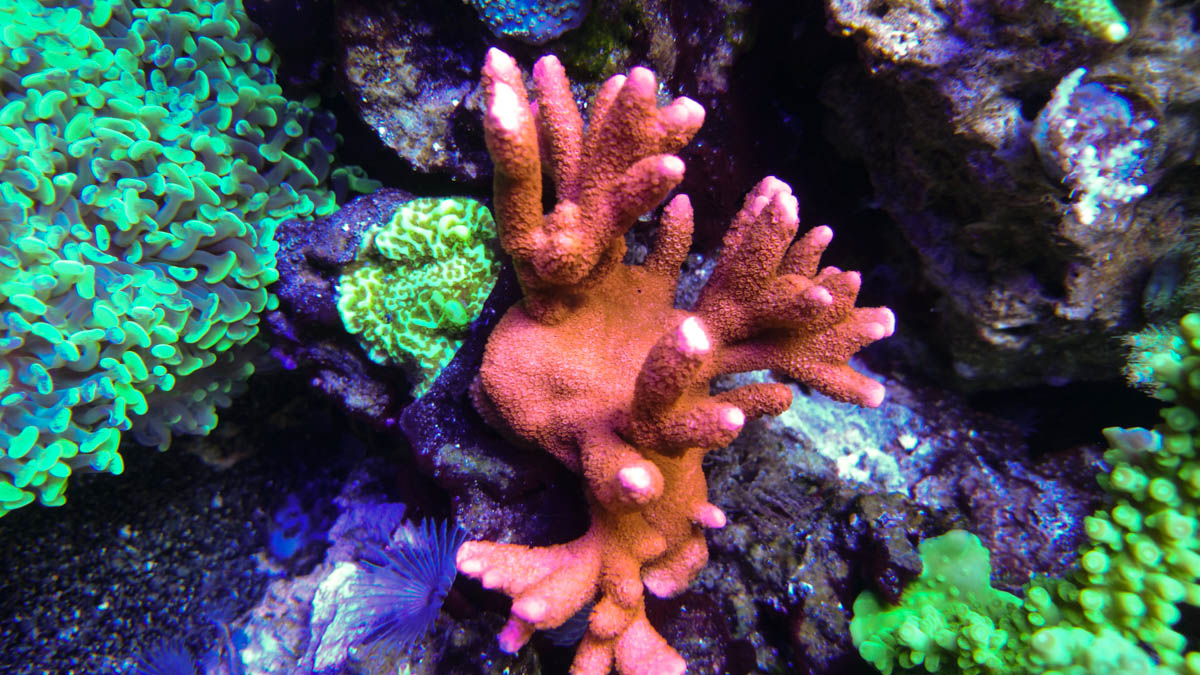 DSC_0045.jpg