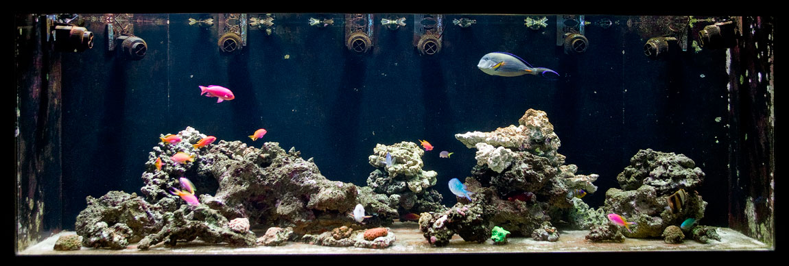 Dec.-07-Reeftank.jpg