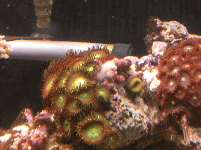 Fishtank%20027.jpg