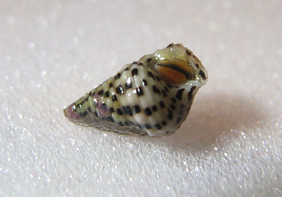 snail2B.jpg