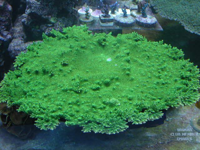 gallery_143_42_52903.jpg